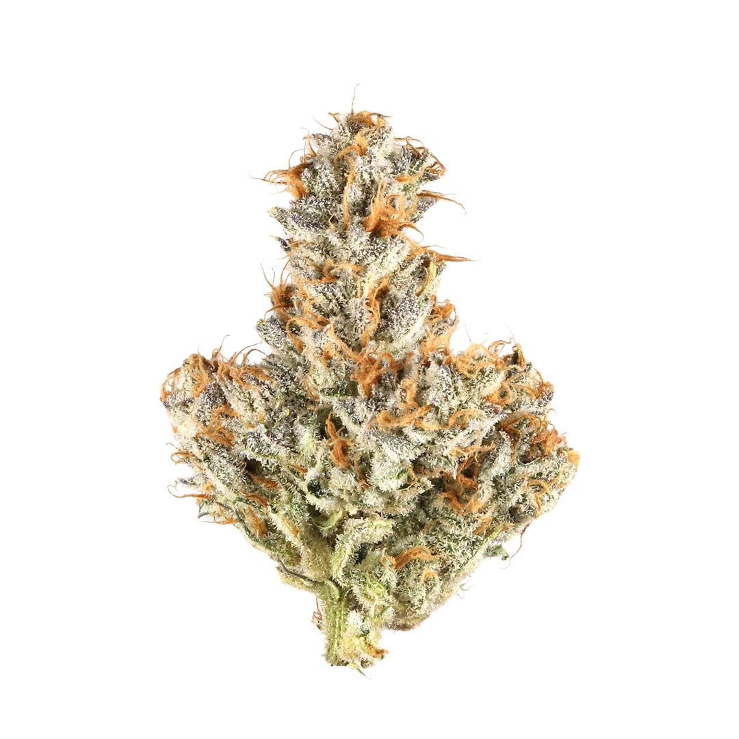 White Truffle
